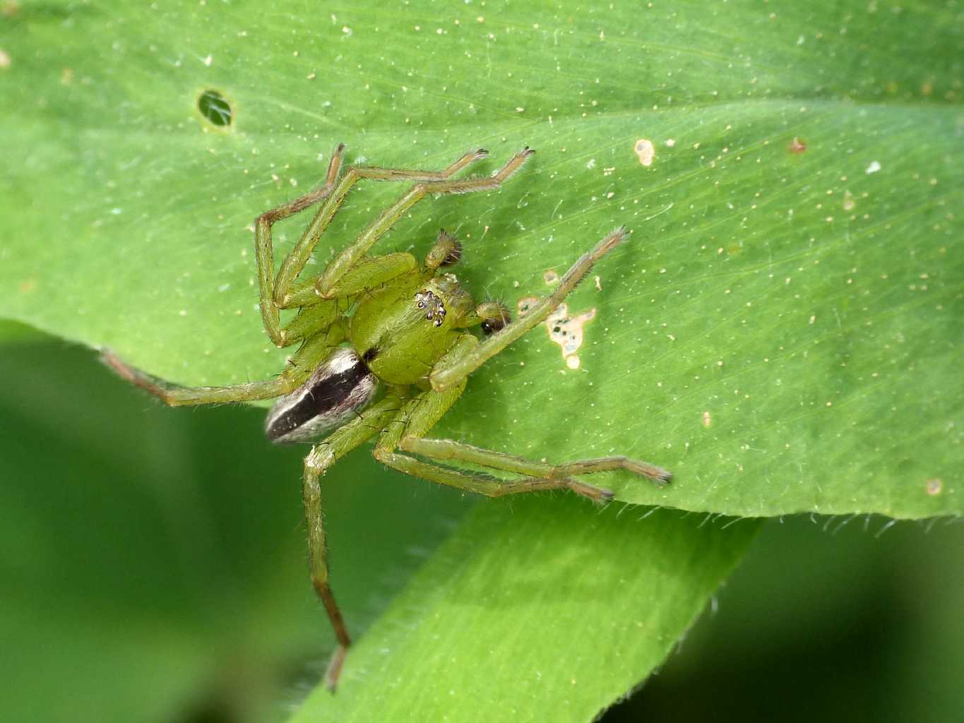 Micrommata ligurina - Erice (TP)